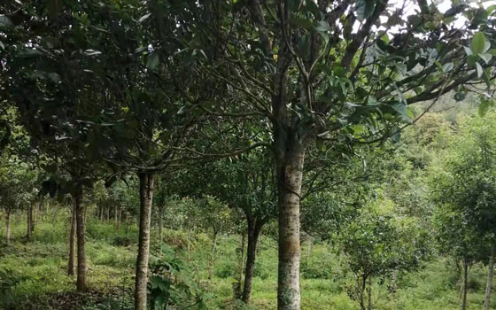 連城大南花木場四季桂花樹